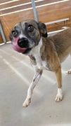 LILA Image 4